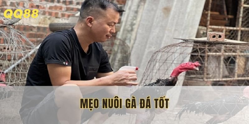 meo-nuoi-ga-da-tot